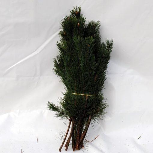 FICHTENSPITZEN 60 - 80 cm.  1 Bündel á ca. 3 kg.