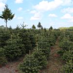 plantagen med juletræer