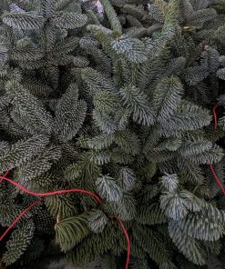 nobilis afdækningsgran