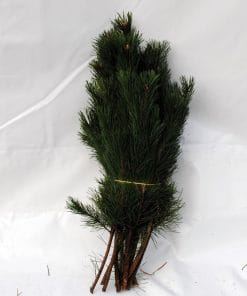 fyrtoppe på 60 til 75 cm. til pynt i udendørs krukker