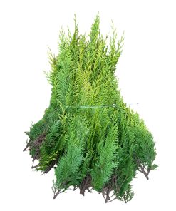 3 kilo friskklippet gul cypres til æresporte og dekorationer