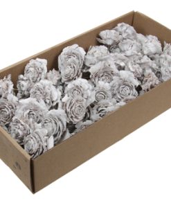 70 styk natur brune cedar rose kogler med wire
