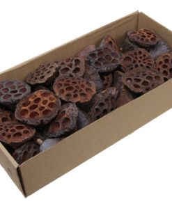 40 styk naturligt brune lotus 5 - 7 centimeter