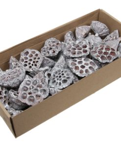 40 hvide lotus 5 - 7 centimeter
