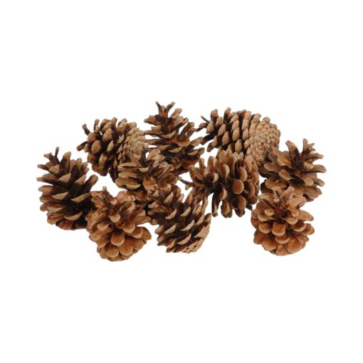 Grankongler, østerriksk furukongler, naturlig brun, 10 kg.