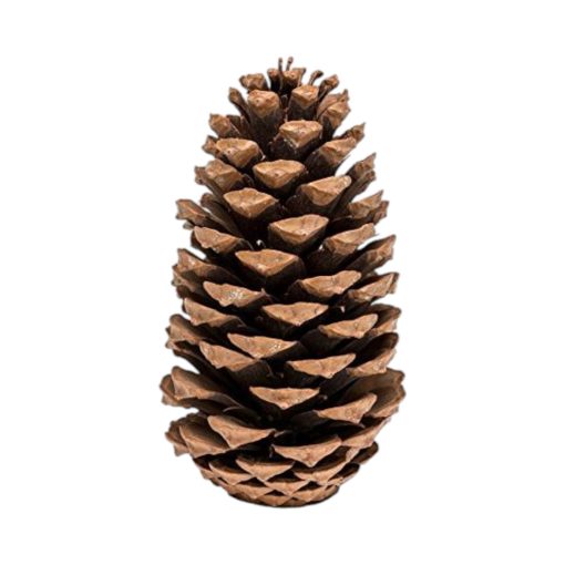 Stor grankongle Maritima, natur brun, 20 cm.