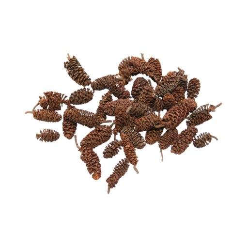 Kongler fra bjørk, brun naturdekorasjon, 300 gram