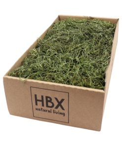 Tillandsia mos også kaldet spanks mos i en mosgrøn farve