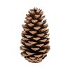 Großer Kieferzapfen Maritima, naturbraun, 20 cm.