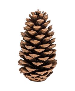 Stor grankogle Maritima, natur brun, 20 cm.