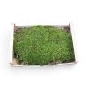 Frisches und grünes Waldmoos direkt vom Waldboden ca. 1 m²