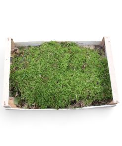 Skovmos frisk og grøn direkte fra skovbunden ca. 1 m2