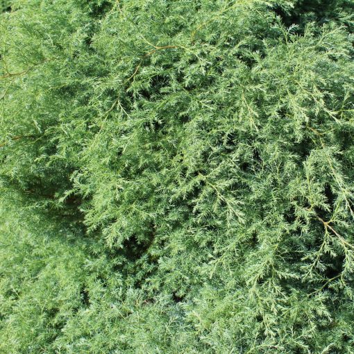 Weicher Wacholder, frisch geschnitten von eigener Plantage, 900 Gramm