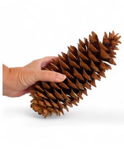 xxl grankogle på 25 centimeter vist i hånd