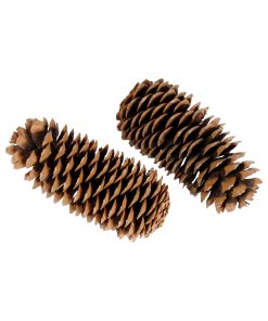 sugar pine xxl fyrkogle naturel på 25 centimeter og ø11