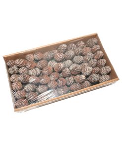 muiri naturel kogle på 4 centimeter på stilk
