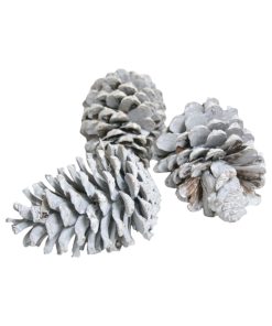 12-15 centimeter store pinecone kogler hvide i net med 3 styk