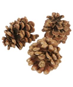 1 kilo fyrrekogler i naturel der måler fra 5 - 9 centimeter