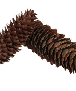1 kilo 15 centimeter lange kogler fra sitka grantræ i net til juledekorationer
