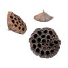 100 styk lotus frøstand brune med diameter på 4-6 centimeter til dekorationer