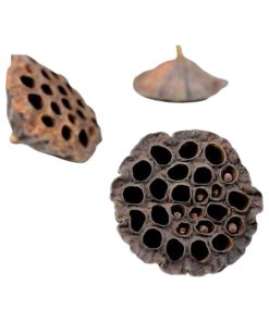 100 styk lotus frøstand brune med diameter på 4-6 centimeter til dekorationer