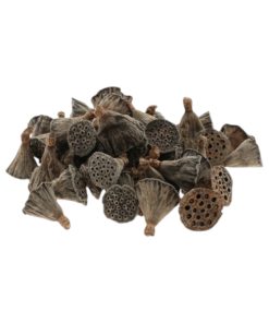 50 styk lotus frøstand brune med diameter på 2-3 centimeter til dekorationer