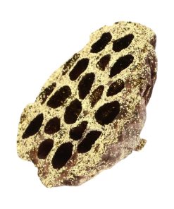 8-10 centimeter stor tørret lotusblomst med guld glimmerdrys