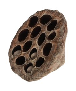 8-10 centimeter stor tørret naturel lotusblomst