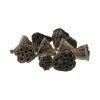 10 styk lotus frøstand brune med diameter på 4-6 centimeter til dekorationer